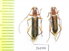 Cerambycidae sp., pair  South Africa Rep. - INSECTS-STORE.RU
