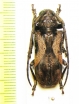 Homelix arcuatus  Togo - INSECTS-STORE.RU
