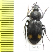 Carabidae sp.  Zambia - INSECTS-STORE.RU