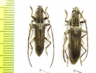 Dymasius nodifer, pair  Malaysia, Borneo - INSECTS-STORE.RU