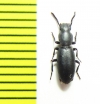 Tenebrionidae sp.  India - INSECTS-STORE.RU