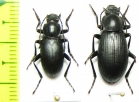 Euboeus prometheus, pair  Iran, Mazandaran prov. - INSECTS-STORE.RU