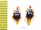 Attelabidae sp.  Laos - INSECTS-STORE.RU