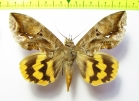 Noctuidae sp.  Bolivia - INSECTS-STORE.RU