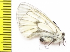 Parnassius mnemosyne uralka  Russia, Orenburg reg. - INSECTS-STORE.RU