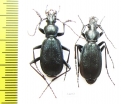 Carabus (Tribax) agnatus agnatus, pair  Russia, Karachaevo-Cherkessia reg. - INSECTS-STORE.RU