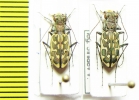 Lophyra neglecta  Congo - INSECTS-STORE.RU