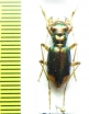 Tetracha sobrina  Peru - INSECTS-STORE.RU