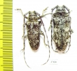 Prosopocera sp., pair  South Africa Rep. - INSECTS-STORE.RU