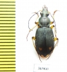 Carabidae sp.  Zambia - INSECTS-STORE.RU