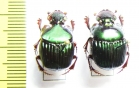 Phanaeus endymion, pair  Mexico - INSECTS-STORE.RU