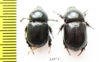 Dynastinae sp., pair  Namibia - INSECTS-STORE.RU