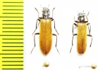 Nacerdes luteipennis  Russia, Far East - INSECTS-STORE.RU