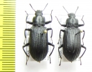 Tenebrionidae sp.  Malaysia - INSECTS-STORE.RU