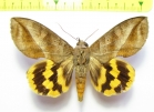 Noctuidae sp.  Bolivia - INSECTS-STORE.RU