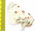 Parnassius phoebus interpositus  Russia, Yakutia reg. - INSECTS-STORE.RU