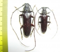 Cerambycidae sp., pair  Ecuador - INSECTS-STORE.RU