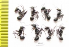 Formicidae sp.  Uzbekistan - INSECTS-STORE.RU