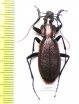 Carabus (Archiplectes) faunus faunus  Abkhazia - INSECTS-STORE.RU