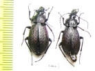 Carabus (Sphodristocarabus) armeniacus scintillus, pair  Georgia - INSECTS-STORE.RU
