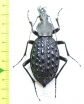 Carabus (Coptolabrus) pustulifer  China - INSECTS-STORE.RU