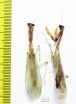 Mantodea sp.  Panama - INSECTS-STORE.RU
