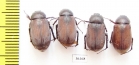 Melolonthinae sp.  Thailand - INSECTS-STORE.RU