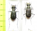 Cicindela trifasciata ascendens, pair  USA - INSECTS-STORE.RU