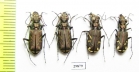 Cicindela nordmanni pannonica, pair  Ukraina - INSECTS-STORE.RU