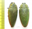 Steraspis ceardi, pair  Morocco - INSECTS-STORE.RU