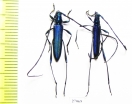 Cerambycidae sp., pair  South Africa Rep. - INSECTS-STORE.RU