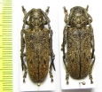 Homelix cribratipennis, pair  Togo - INSECTS-STORE.RU