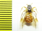 Ripiphoridae, Ripiphorus subdipterus  Kazakhstan - INSECTS-STORE.RU