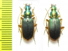 Carabidae sp.  South Africa Rep. - INSECTS-STORE.RU