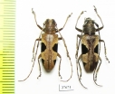 Epepeotes lateralis  Malaysia, Borneo - INSECTS-STORE.RU