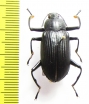 Tenebrionidae sp.  Malaysia - INSECTS-STORE.RU