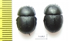Thorectes escorialensis  Spain - INSECTS-STORE.RU