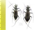 Cicindelinae sp., pair  Zambia - INSECTS-STORE.RU