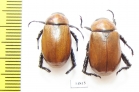 Rutelinae sp.  Sudan - INSECTS-STORE.RU