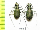 Cicindela trifasciata sigmoidea, pair  USA - INSECTS-STORE.RU