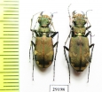 Cicindela sylvicola, pair  Ukraina - INSECTS-STORE.RU