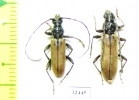 Cerambycidae sp., pair  South Africa Rep. - INSECTS-STORE.RU