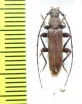 Cerambycidae sp.  Malawi - INSECTS-STORE.RU