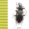 Carabidae sp.  Zambia - INSECTS-STORE.RU