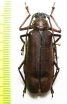 Rugosophysis frater hasani  Indonesia, Molu isl. 45mm - INSECTS-STORE.RU