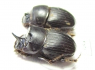 Copris sp., pair  Mali - INSECTS-STORE.RU