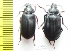 Carabidae sp.  South Africa Rep. - INSECTS-STORE.RU