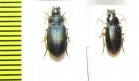 Carabidae sp.  Malawi - INSECTS-STORE.RU
