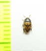 Tenebrionidae sp.  India - INSECTS-STORE.RU