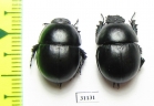 Thorectes intermedius, pair  Italy, Sardinia - INSECTS-STORE.RU
